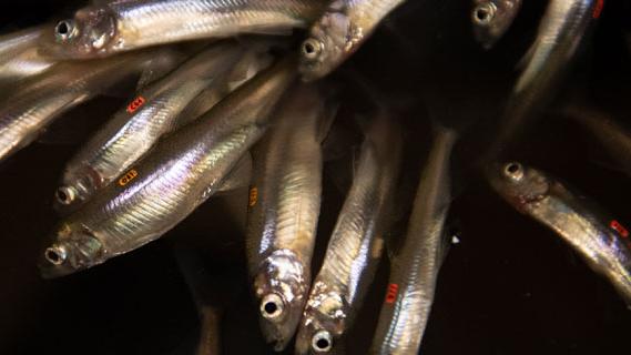 A 关闭-up view of a group of smelt fish in the Sacramento-San Joaquin Delta